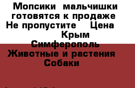 Мопсики -мальчишки готовятся к продаже! Не пропустите! › Цена ­ 8 000 - Крым, Симферополь Животные и растения » Собаки   